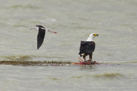 African Fish Eagle