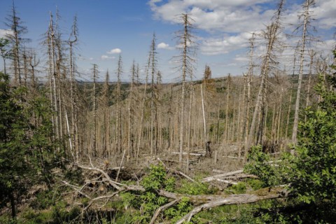 Symbolic photo on the subject of forest dieback in Germany. Spruce trees that have died due to drought and infestation by bark beetles stand in a forest in the Harz Mountains. Altenau, 28.06.2022, Alt...