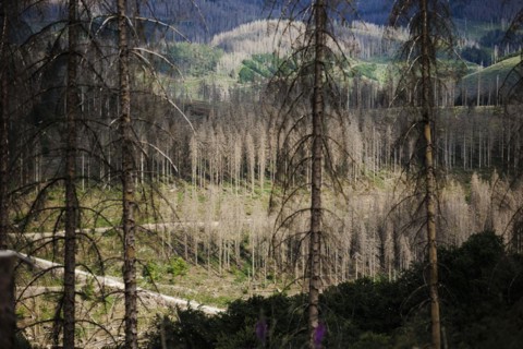 Symbolic photo on the subject of forest dieback in Germany. Spruce trees that have died due to drought and infestation by bark beetles stand in a forest in the Harz Mountains. Lerbach, 28.06.2022, Ler...