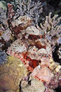 Bearded scorpionfish