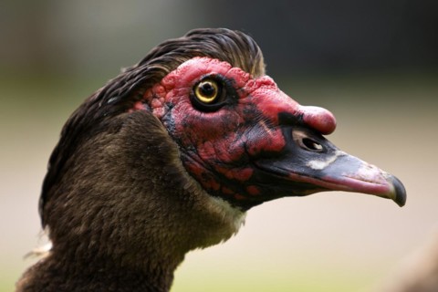 Portait Muscovy Duck