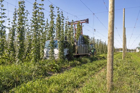 Baroda, Michigan, A Mexican-American crew harvests hops at Hop Head Farms in west Michigan. The red cutting machine cuts the ropes on which the hop vines have been growing, and workers then pull the v...
