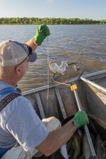 Peoria, Illinois, Dave Buchanan fishes for catfish on the Illinois River. He uses a trotline--a long line from which a hundred or more baited hooks are hung. Buchanan is a member of the Midwest Fish C...