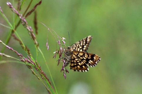 Latticed heath