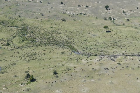 Aerial view, white-bearded wildebeest
