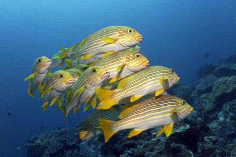 Shoal of ribboned sweetlip