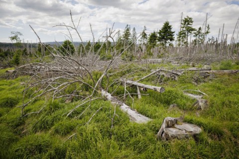 Symbolic photo on the subject of forest dieback in Germany. Spruce trees that have died due to drought and infestation by bark beetles stand in a forest in the Harz Mountains. Torfhaus, 28.06.2022, To...