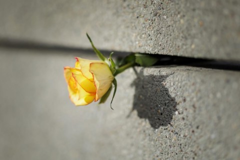 Roses stuck at the Berlin Wall memorial on the day of the fall of the Berlin Wall in Berlin, 09.11.2022., Berlin, Germany, Europe