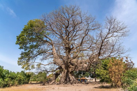 Huge ancient kapok tree in Missirah, Sine Saloum Delta, Senegal, West Africa, Africa