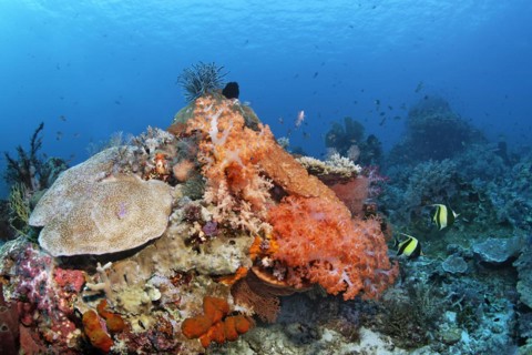 Left Acropora hard coral