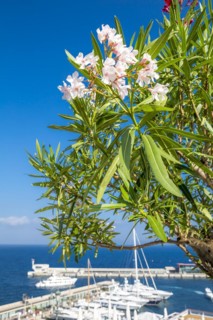 White and pink oleanders, marina, Monte Carlo, Principality of Monaco