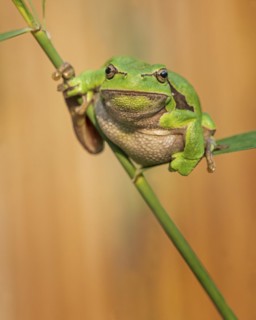 European tree frog