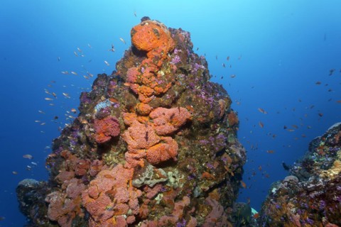 Coral reef, coral block with colony of orange cup coral