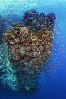 Coral block, very large, overhanging, steep wall, shoal red sea basslet