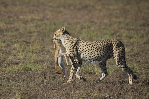 Cheetah