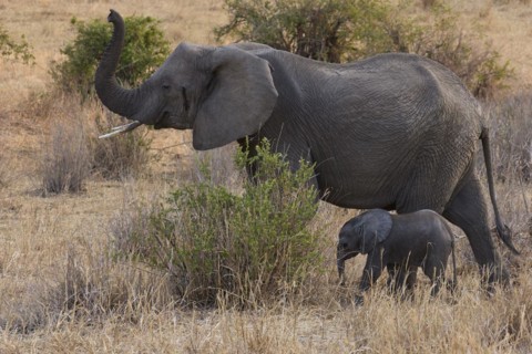 African elephants
