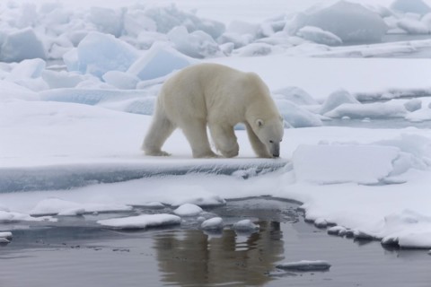 Polar bear