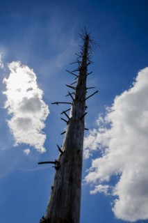 Symbolic photo on the subject of forest dieback in Germany. Spruce trees that have died due to drought and infestation by bark beetles stand in a forest in the Harz Mountains. Altenau, 28.06.2022, Alt...