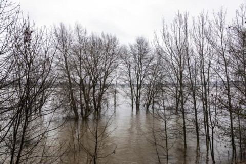 Flooding on the Rhine in Duesseldorf, Bilk district, Duesseldorf, North Rhine-Westphalia, Germany, Europe
