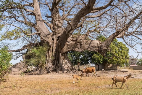 Huge ancient kapok tree in Missirah, Sine Saloum Delta, Senegal, West Africa, Africa