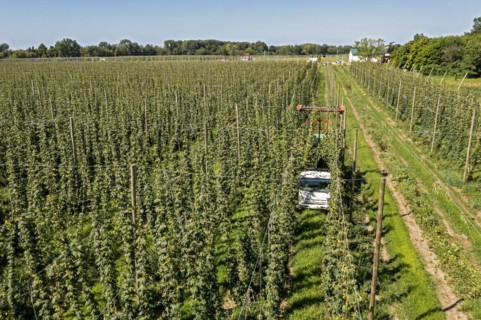 Baroda, Michigan, A Mexican-American crew harvests hops at Hop Head Farms in west Michigan. The red cutting machine cuts the ropes on which the hop vines have been growing, and workers then pull the v...