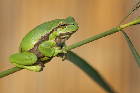 European tree frog