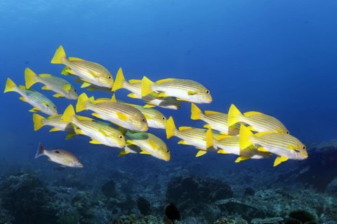 Shoal of ribboned sweetlip