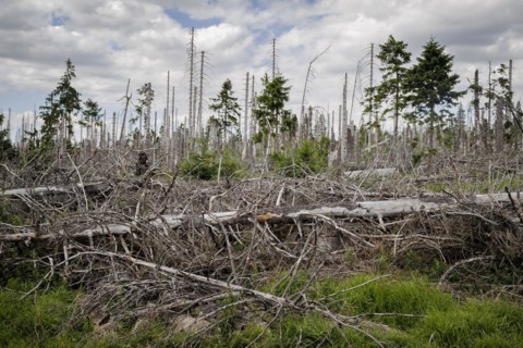 Symbolic photo on the subject of forest dieback in Germany. Spruce trees that have died due to drought and infestation by bark beetles stand in a forest in the Harz Mountains. Torfhaus, Torfhaus, Germ...