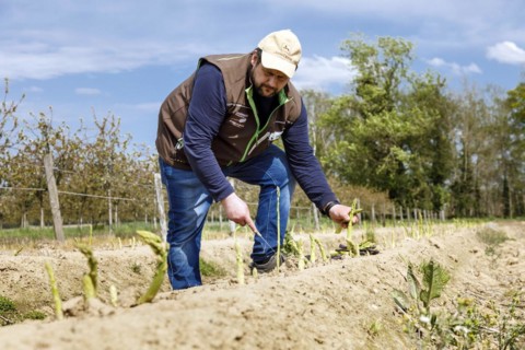 Farmer harvesting green asparagus, Rheurdt, North Rhine-Westphalia, Germany, Europe