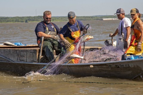 Fishermen on the Illinois River use gillnets to harvest invasive Asian carp, mostly the silver carp