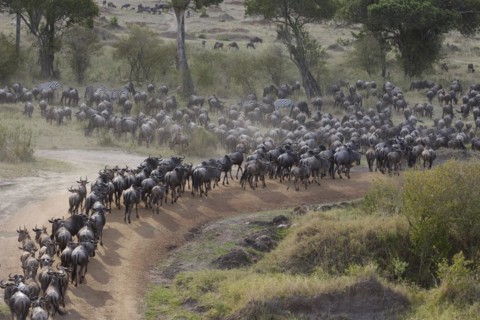White-bearded wildebeest