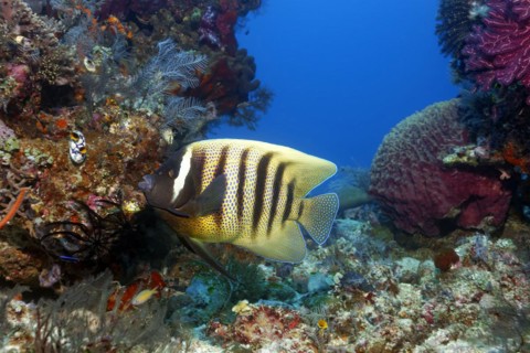 Sixband angelfish