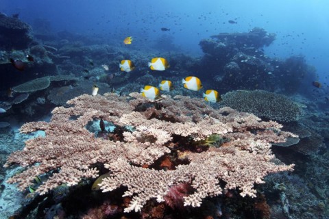 Shoal, small, yellow pyramid butterflyfish