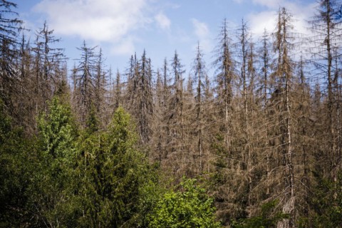 Symbolic photo on the subject of forest dieback in Germany. Spruce trees that have died due to drought and infestation by bark beetles stand in a forest in the Harz Mountains. Riefensbeek, 28.06.2022,...