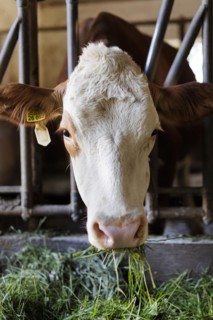 Hay-milk production on a farm in Bavaria, 15.06.2022. Cow standing in the barn all year round and fed with hay, Baiernrain, Germany, Europe