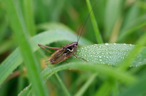 Roesels bush-cricket