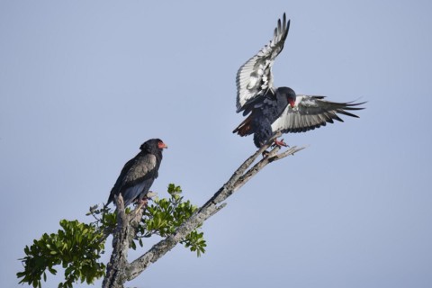 Bateleur
