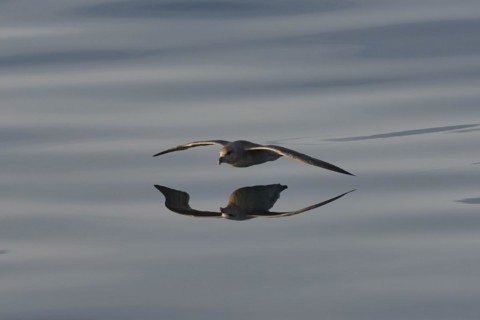 Northern fulmar