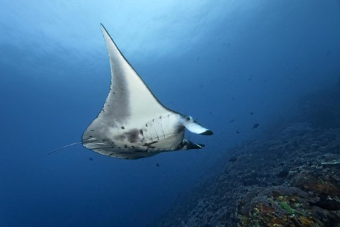 Reef manta ray