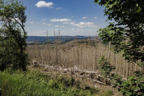 Symbolic photo on the subject of forest dieback in Germany. Spruce trees that have died due to drought and infestation by bark beetles stand in a forest in the Harz Mountains. Altenau, 28.06.2022, Alt...