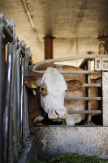 Hay-milk production on a farm in Bavaria, 15.06.2022. Cow standing in the barn all year round and fed with hay, Baiernrain, Germany, Europe