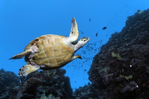 Hawksbill sea turtle
