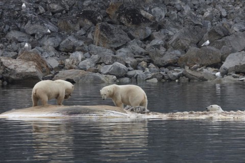 Polar bears