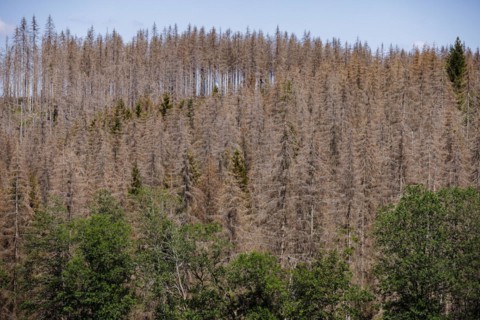 Symbolic photo on the subject of forest dieback in Germany. Spruce trees that have died due to drought and infestation by bark beetles stand in a forest in the Harz Mountains. Altenau, 28.06.2022, Alt...