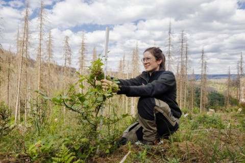 An employee of the Northwest German Forest Research Institute checks drought damage to a young beech on a trial plot in the Harz Mountains. Here, research is being conducted into how the forest can be...