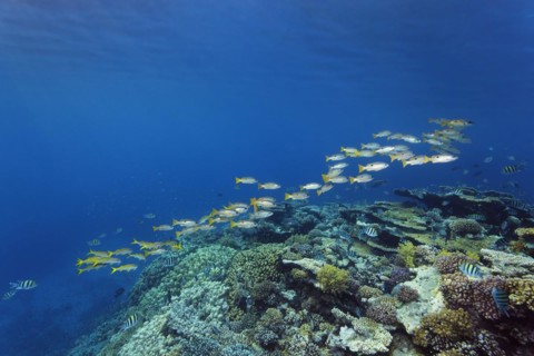 Shoal of Ehrensberg snappers