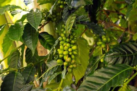 Unripe coffee berries of the Arabica variety on a bush
