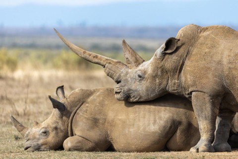White rhinoceros