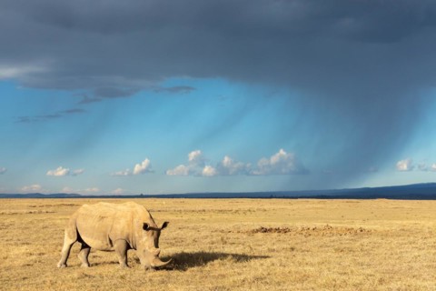 White rhinoceros