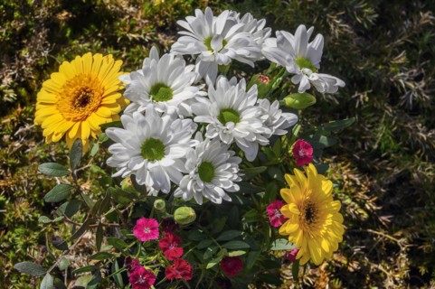 Garden Chrysanthemum